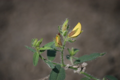 Crotalaria vestita